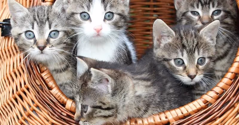 photo de bébés chats