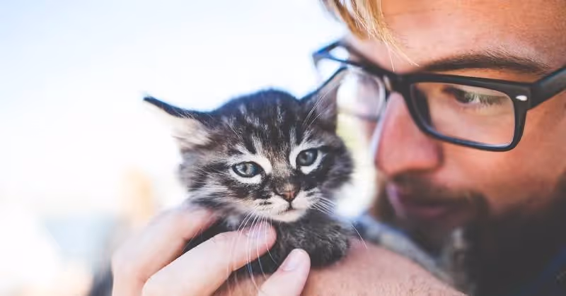 photo de chat mignon