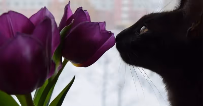 photo de chat avec plante
