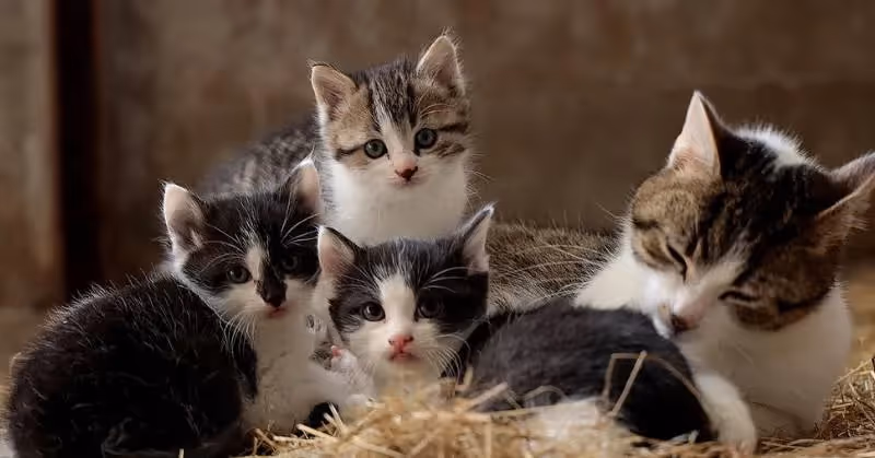 photo de bébés chats