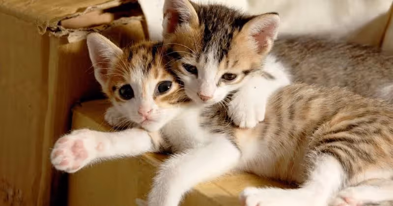 photo de petits chats