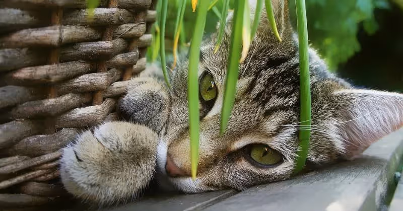 photo de chat avec plante