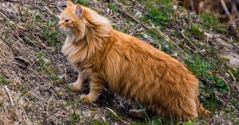 photo de grand chat