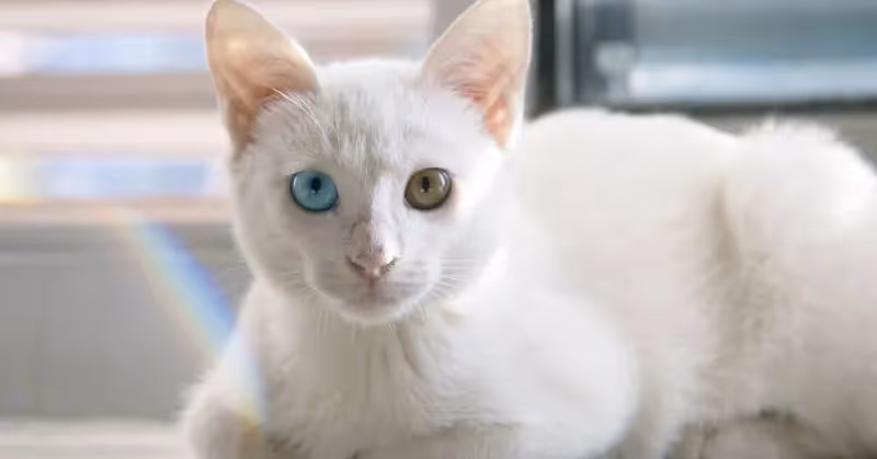 photo de chat blanc