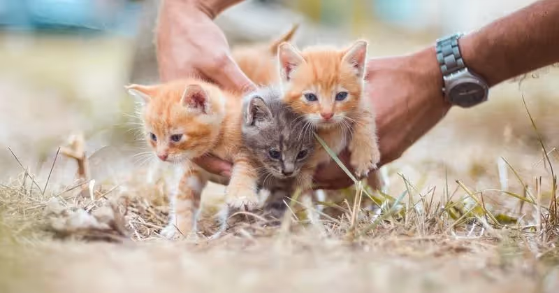photo de chatons