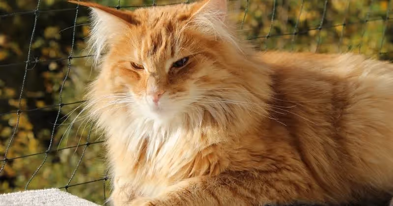 photo de chat roux