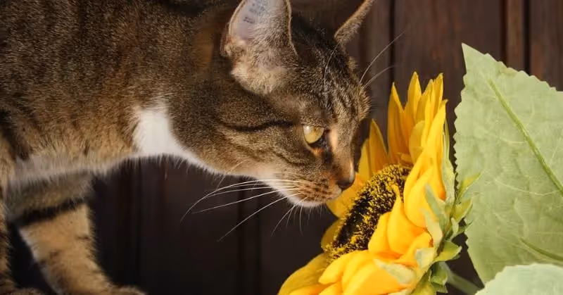 photo de chat avec plante