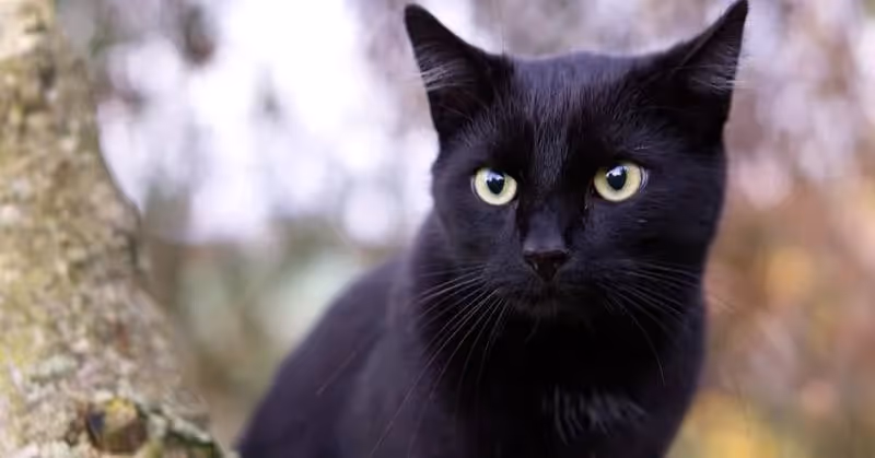 photo de chat noir