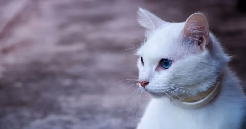 Acheter un collier GPS pour son chat