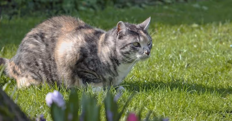 Choisir le bon collier GPS pour chat