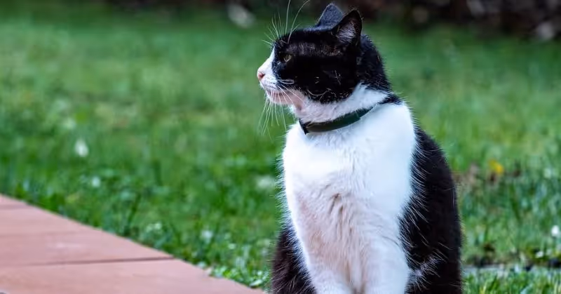 Trouver le bon collier gps pour chat