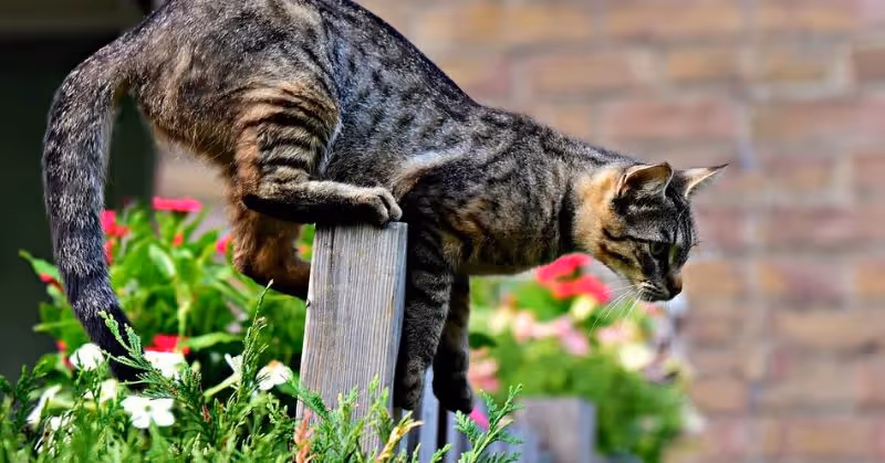 Acheter un collier GPS pour chat