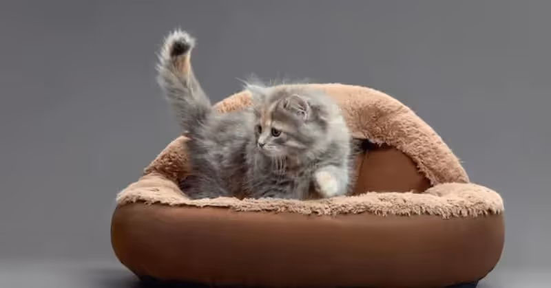 Panier pour chaton