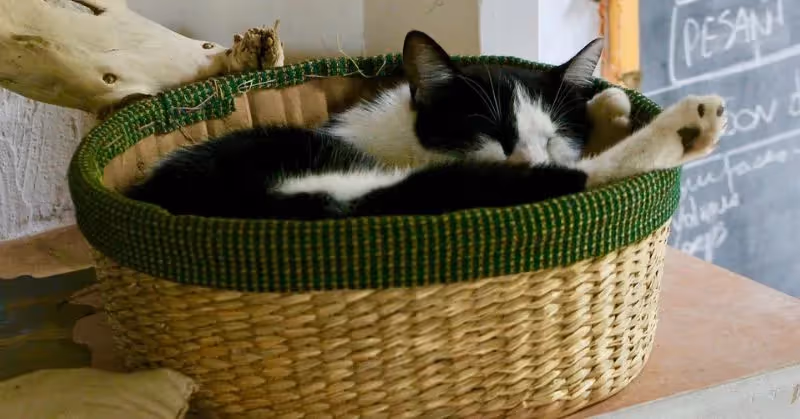 Panier pour chat