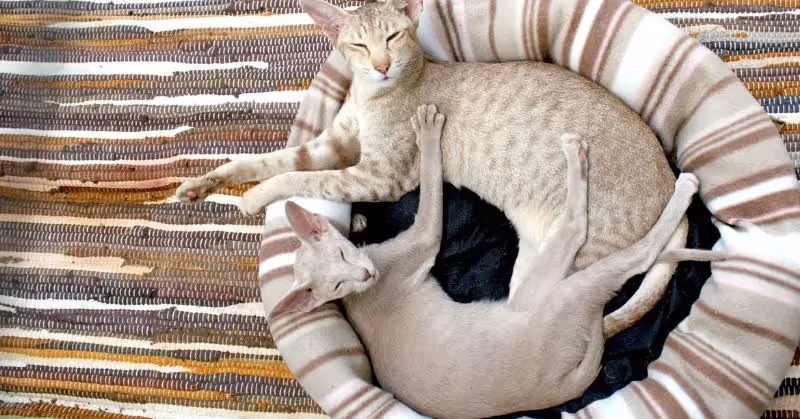 Panier pour chat