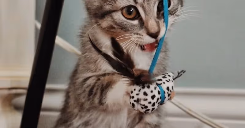 Les jouets pour chat