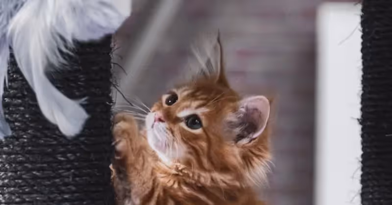 Jouet pour chat d'intérieur