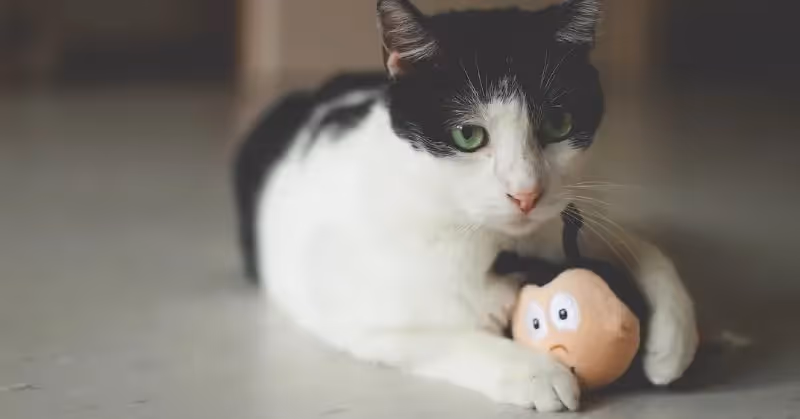 Un jouet pour chat