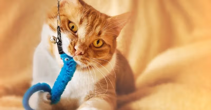 Jouets chat
