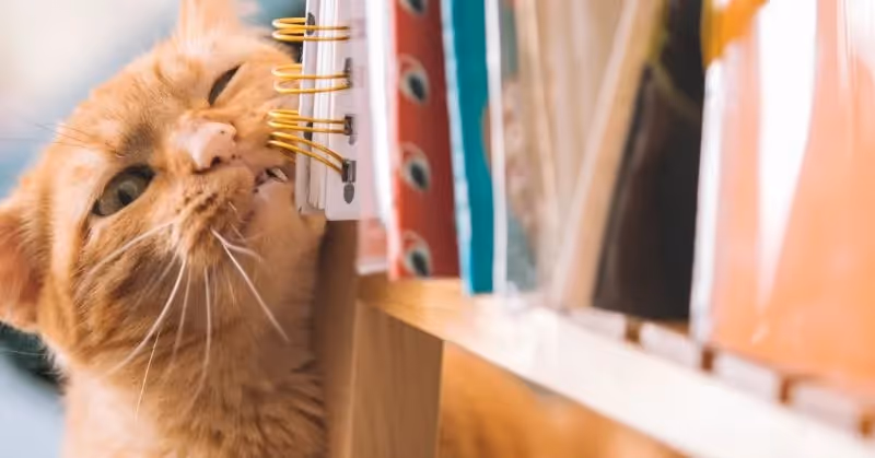 Comment utiliser un répulsif pour chat ?
