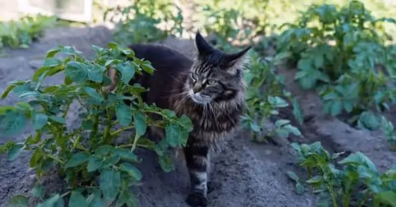 Répulsif pour chat dans le jardin