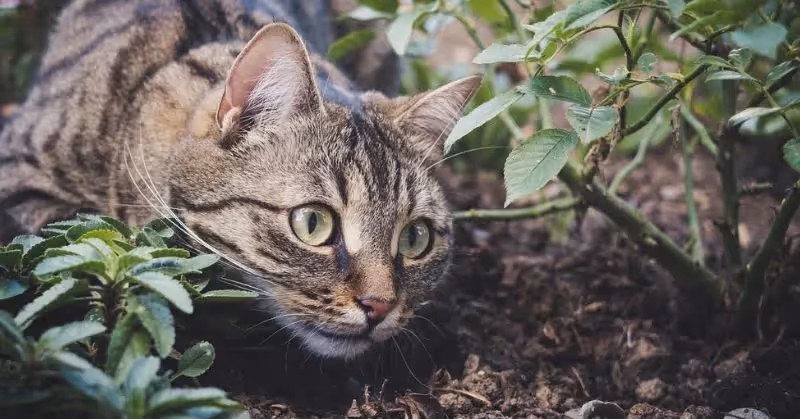 Répulsif pour chat