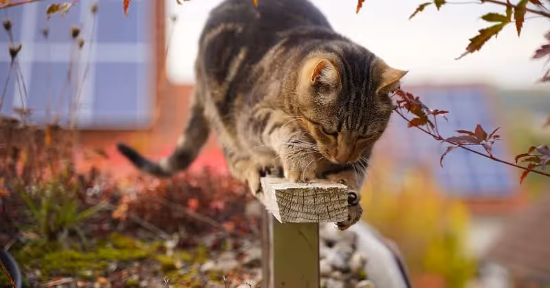 Un répulsif pour chat