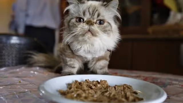 pâtée chat