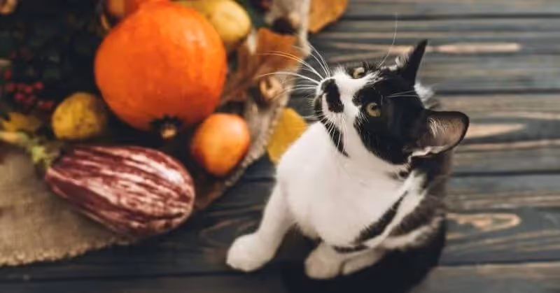 Pourquoi donner des légumes à votre chat ?