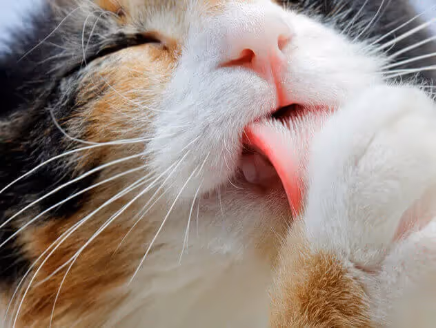 Friandises pour chat recette