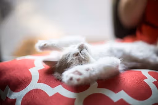 Donner du riz à son chat