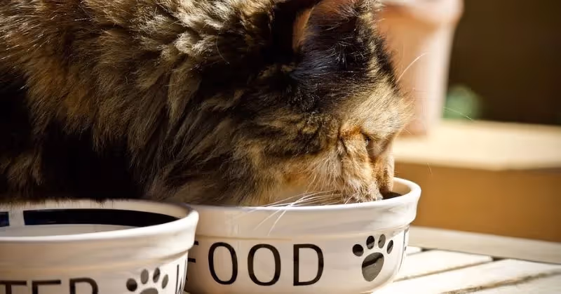 Chat qui mange du poisson