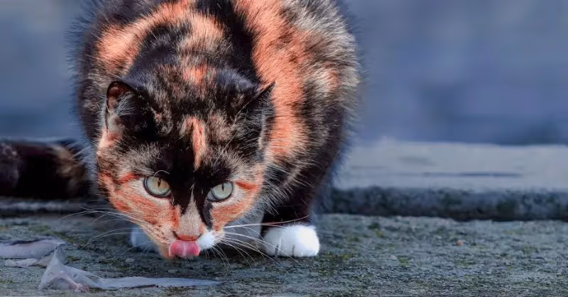Chat et poisson