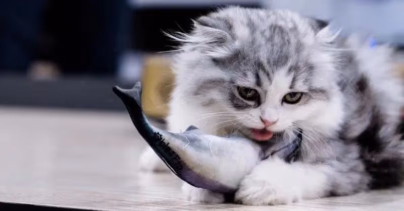 Poisson pour chat