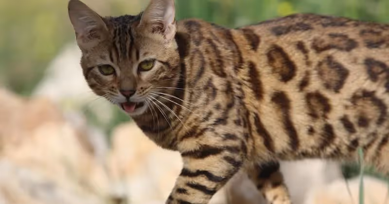 Chat qui miaule : pourquoi ?
