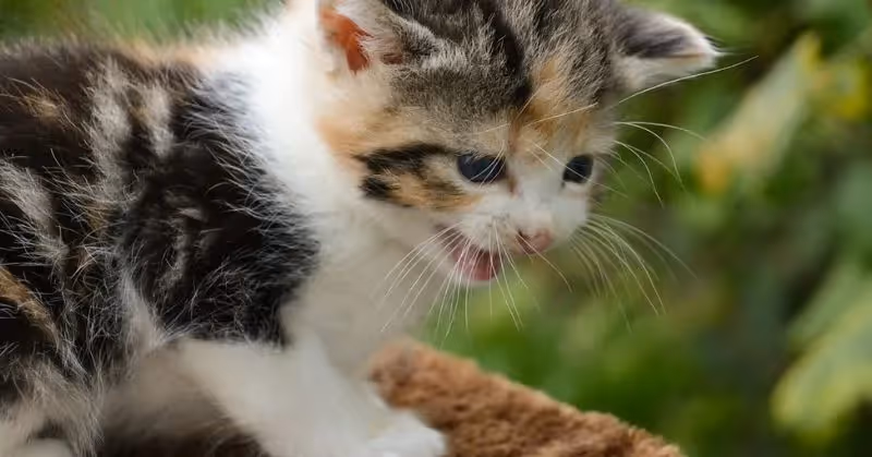 Chat qui miaule