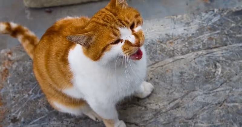 Chat qui miaule