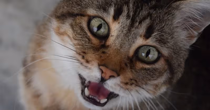 Miaulement chez le chat