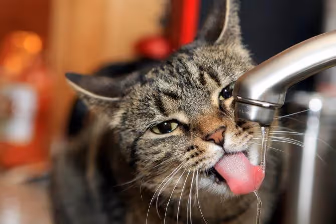 calcul urinaire chat