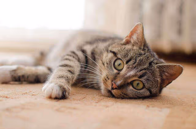 Toxoplasmose Grossesse