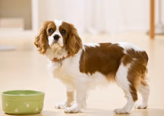 test allergie alimentaire chien
