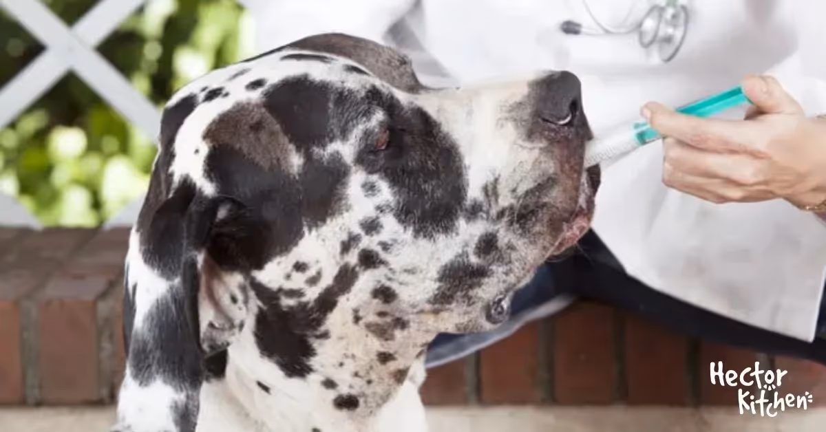 Antitussifs pour Chiens : Remèdes Efficaces contre la Toux Canine