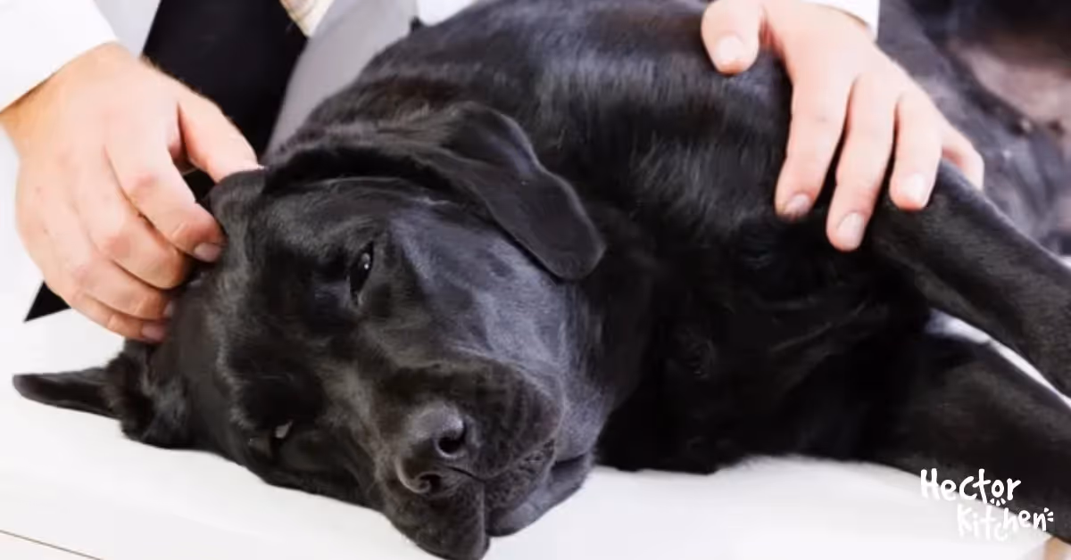 Maladie de von Willebrand chez les Chiens : Diagnostic, Traitement et Prévention