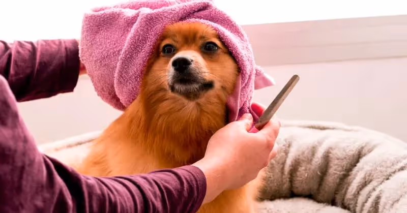 Toilettage chez un toiletteur professionnel : conseils