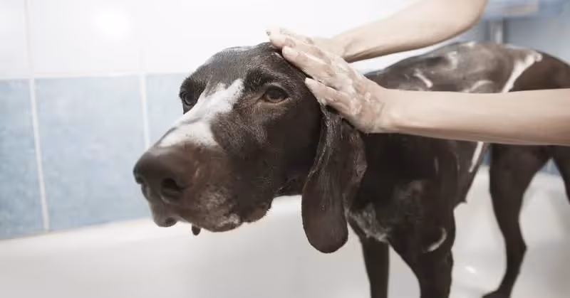 Toiletter son chien
