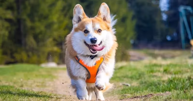 Welsh Corgi Pembroke