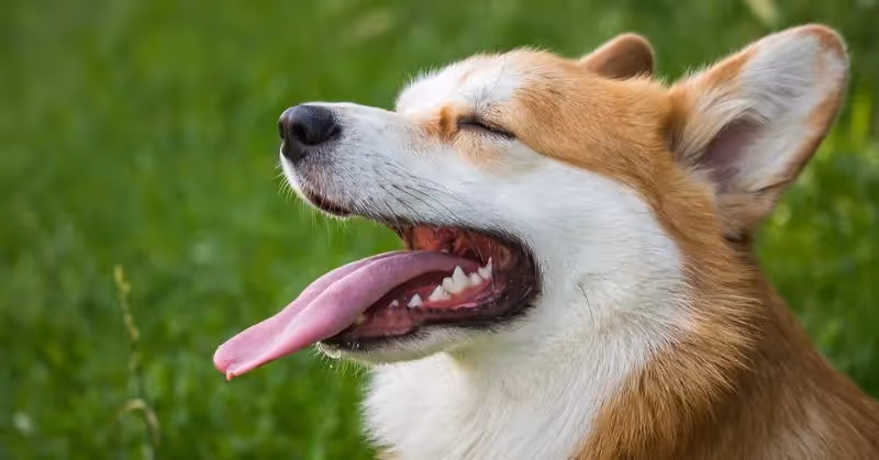 Le Welsh Corgi Pembroke