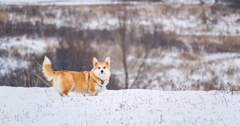 Welsh Corgi Pembroke