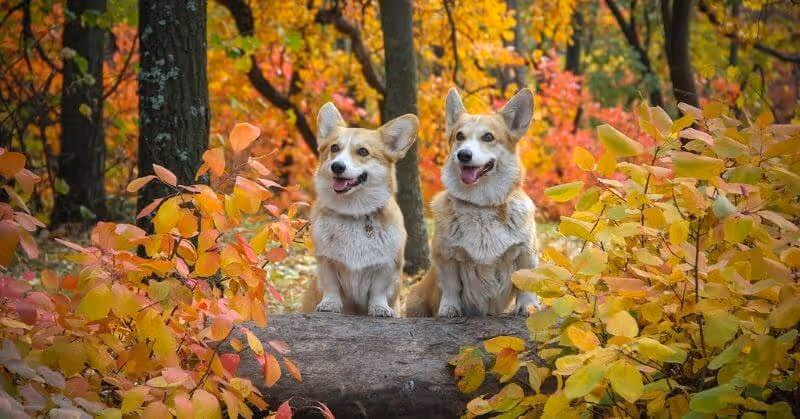 Deux Welsh Corgi Pembroke