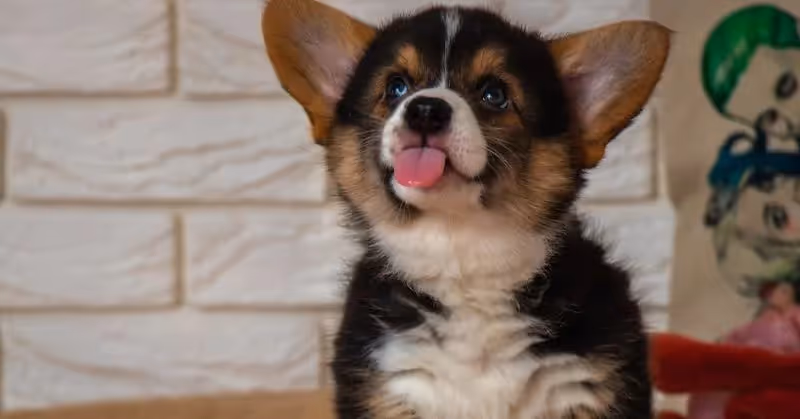 Chiot Welsh Corgi Pembroke